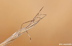 Acrida turrita