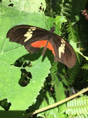 Heliconius hortense