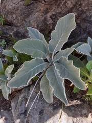 Hermas gigantea