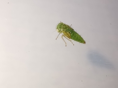 Idiocerus stigmaticalis