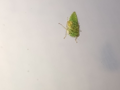 Idiocerus stigmaticalis