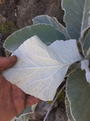 Hermas gigantea