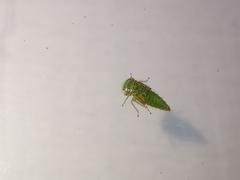 Idiocerus stigmaticalis