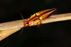 Semiotus intermedius