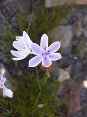Thereianthus ixioides
