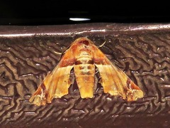 Eutelia callichroma