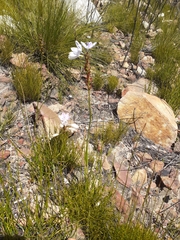 Thereianthus ixioides