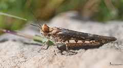 Acrotylus insubricus