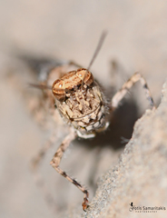 Acrotylus insubricus