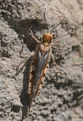 Acrotylus insubricus