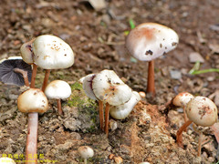 Protostropharia ovalispora