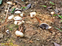 Protostropharia ovalispora