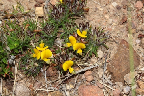 Painted Capegorse (Aspalathus pigmentosa)
