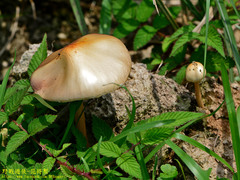 Protostropharia ovalispora