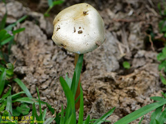 Protostropharia ovalispora