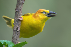 Ploceus princeps