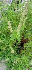 Ocimum × africanum