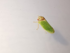 Iassus lanio