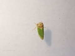 Iassus lanio