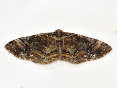 Melanthia ustiplaga