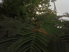 Calliandra houstoniana calothyrsus