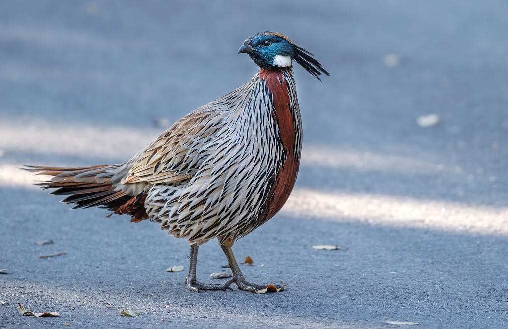 Koklass Pheasant photo