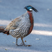 Koklass Pheasant - Photo (c) Morten Ross, some rights reserved (CC BY-NC), uploaded by Morten Ross