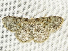 Scopula nigrinotata
