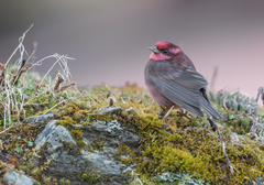 Procarduelis nipalensis