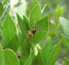 Gonocerus acuteangulatus