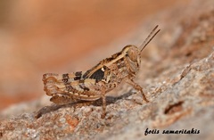 Calliptamus barbarus