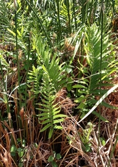 Thelypteris confluens