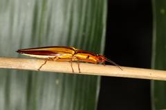 Semiotus intermedius