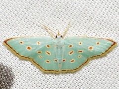 Comostolopsis stillata