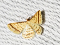Heterostegane rectistriga