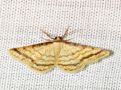 Heterostegane rectistriga