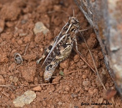 Calliptamus barbarus