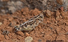 Calliptamus barbarus