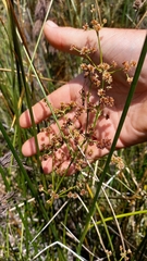 Juncus oxycarpus