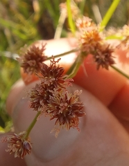 Juncus oxycarpus