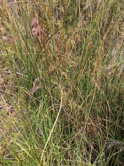 Juncus oxycarpus