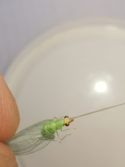 Pseudomallada flavifrons