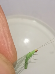 Pseudomallada flavifrons