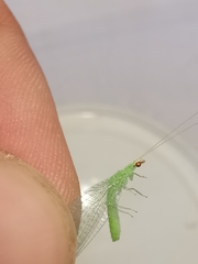 Pseudomallada flavifrons