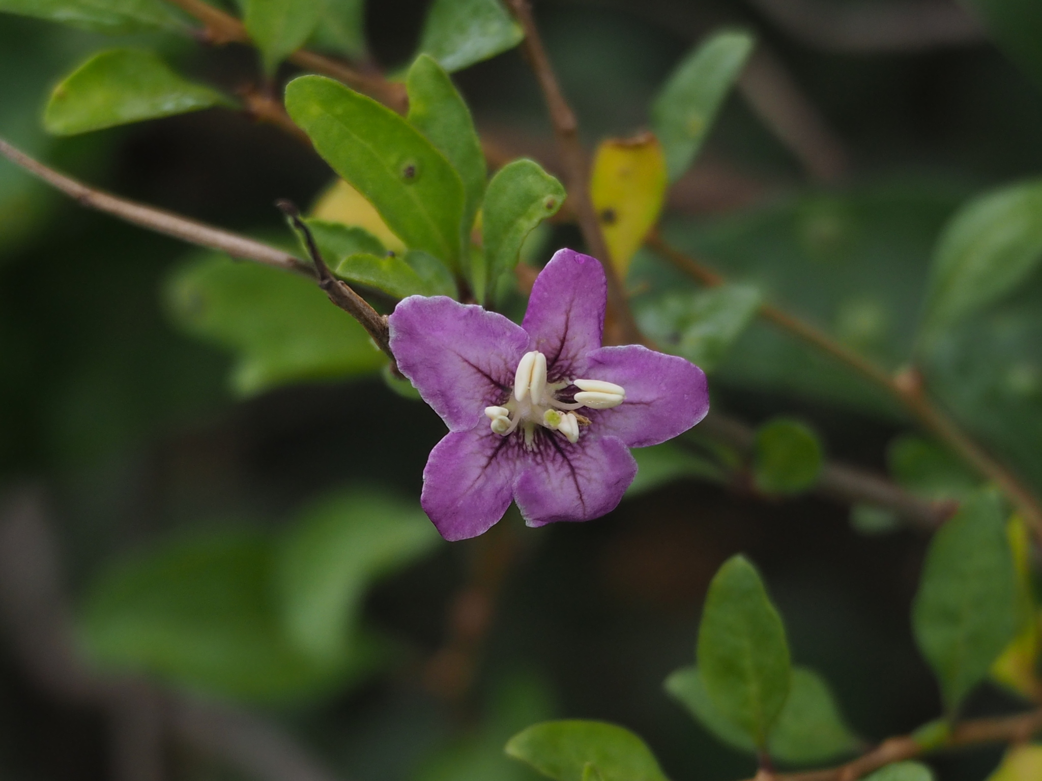 Lycium chinense