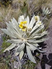 Espeletia pycnophylla