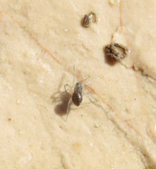 Linyphiidae