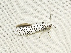 Yponomeuta strigillatus