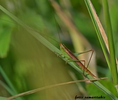 Conocephalus conocephalus