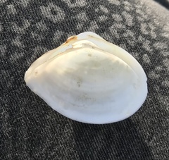 Austromacoma constricta
